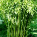 graceful-bamboo2